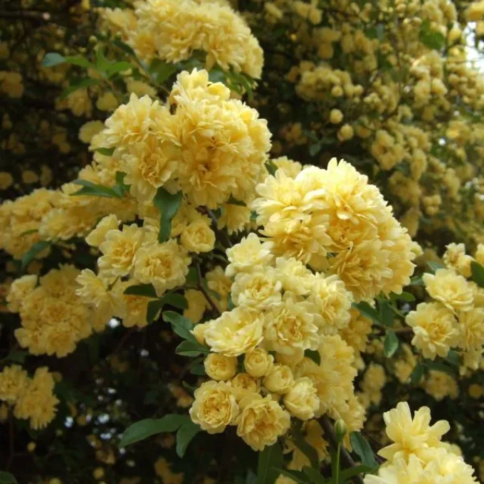 Rosier grimpant Banks sans épines  Lutéa Jaune
