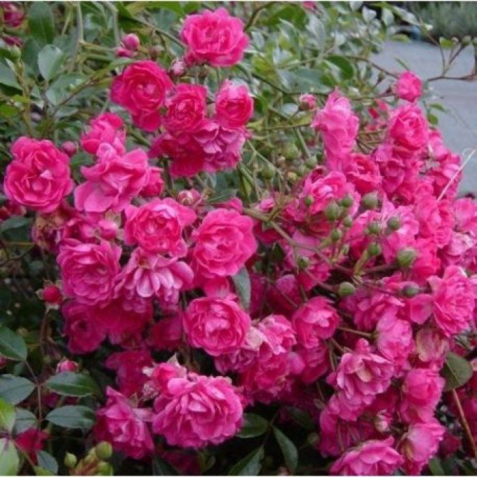 Rosier a massif  Thé fairy rood rose fuchsia