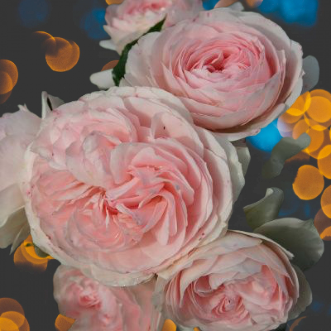 Rosiers  Buissons Rose