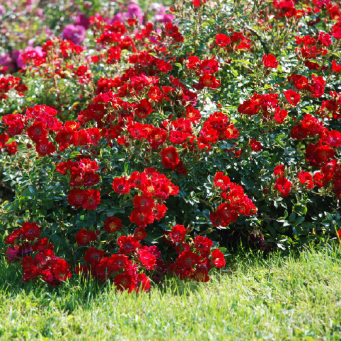 Rosier buissons / bordure ROUGE  