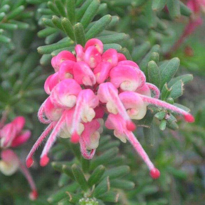 Grevillea lanigera Mount Tamboritha