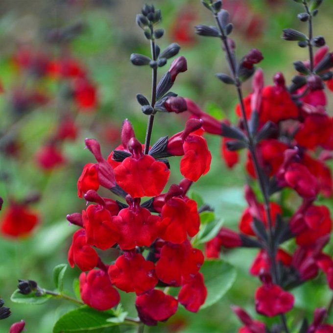 Sauge  arbustives  vivaces Rouge