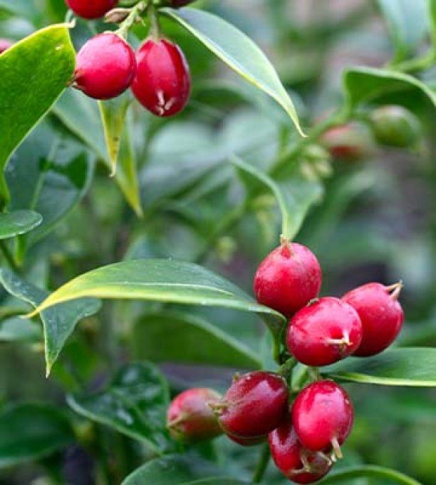 Sarcococca  rustifolia