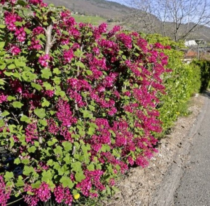 Grosseillier à Fleurs 'ribes sanguineum king edward vll'