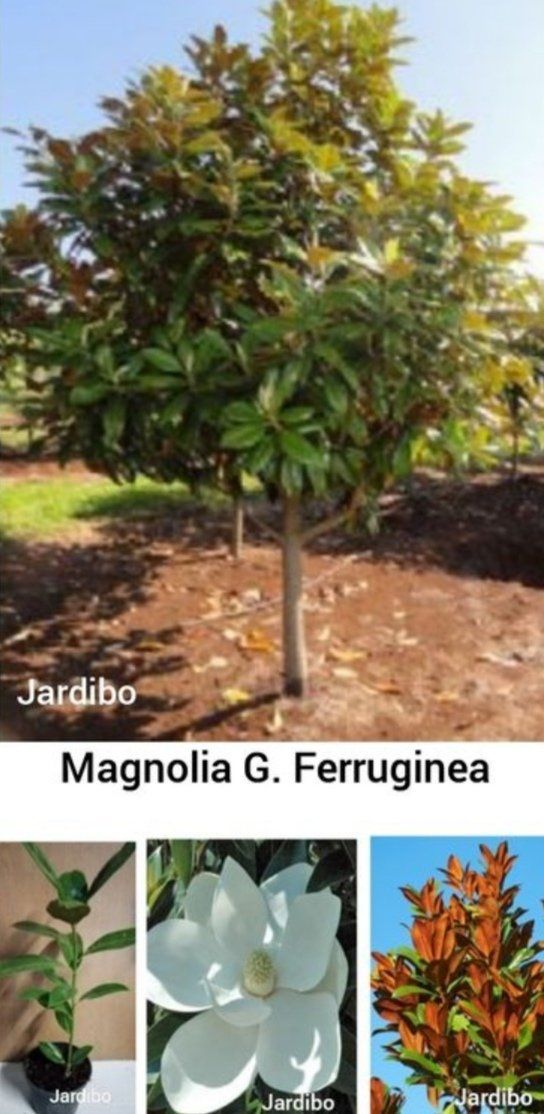 Magnolia grandiflora ferruginea 