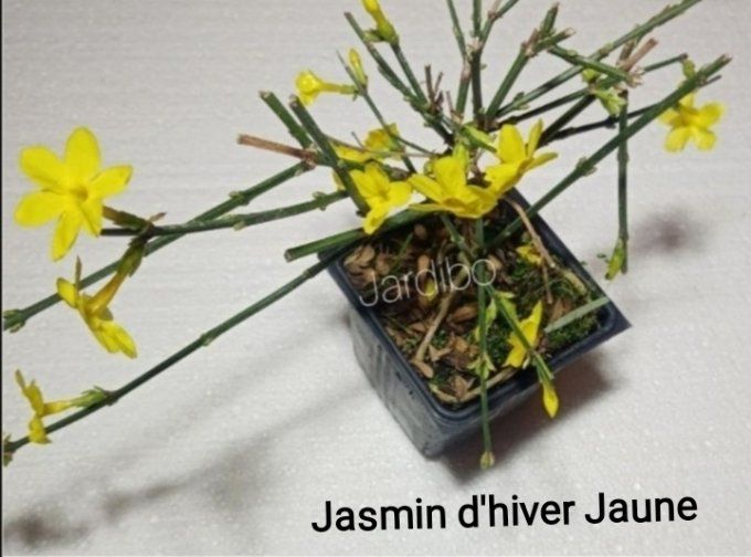 Jasmin étoilé hiver jaune