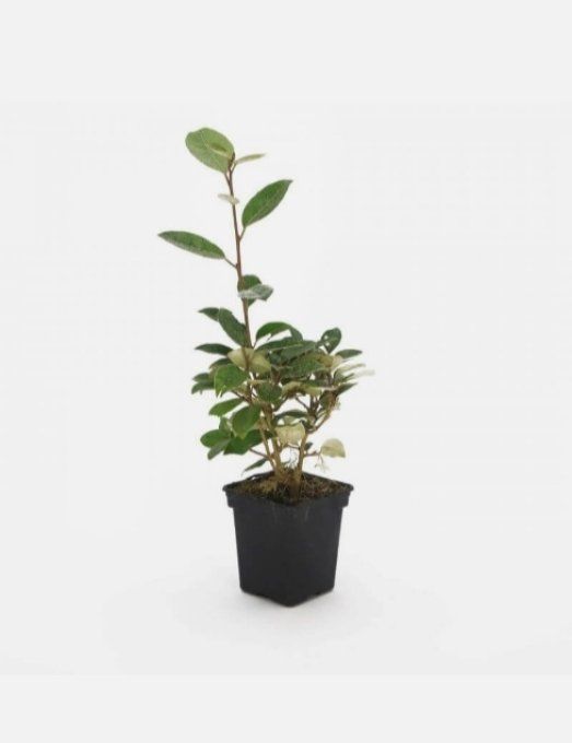 Élaeagnus Ebbingei '' Chalef '' à partir de 1,90€
