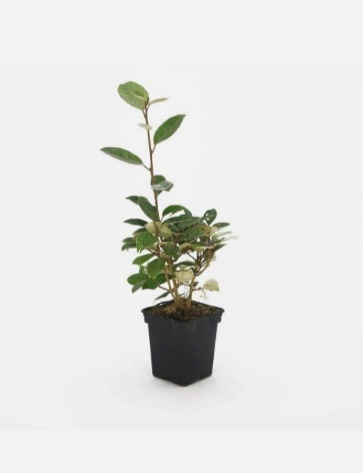 Élaeagnus Ebbingei '' Chalef '' à partir de 2,20€