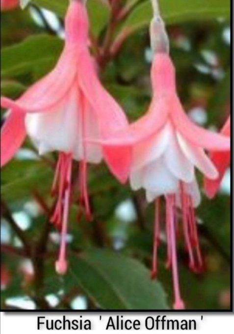 Fuchsia. Alice Offman