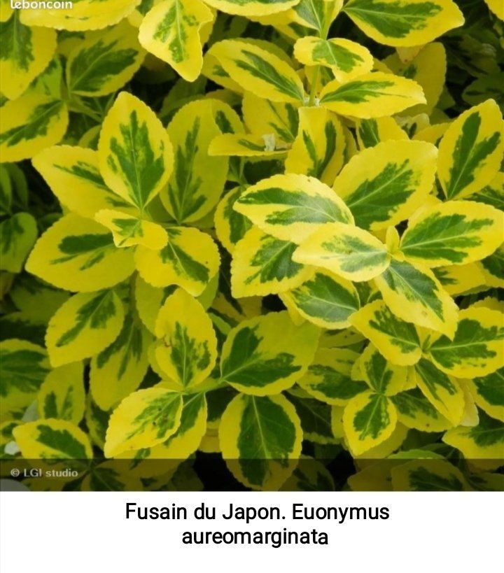 Euonymus,, fusain du Japon aureomarginata