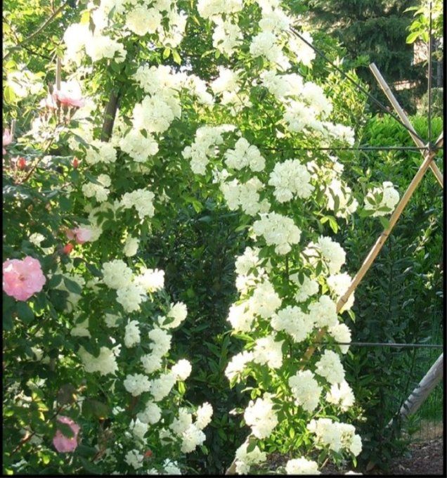 Rosier de Bankiaes sans épines Alba plena BLANC