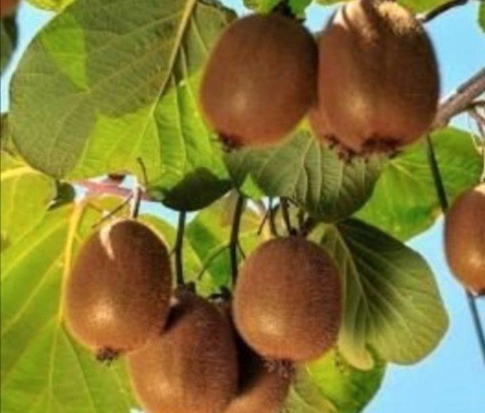 Lot de 3 plants de kiwi 1 mâle +2 femelles