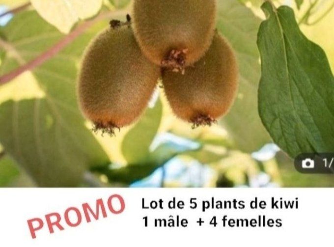 Lot de 5 plants de kiwi