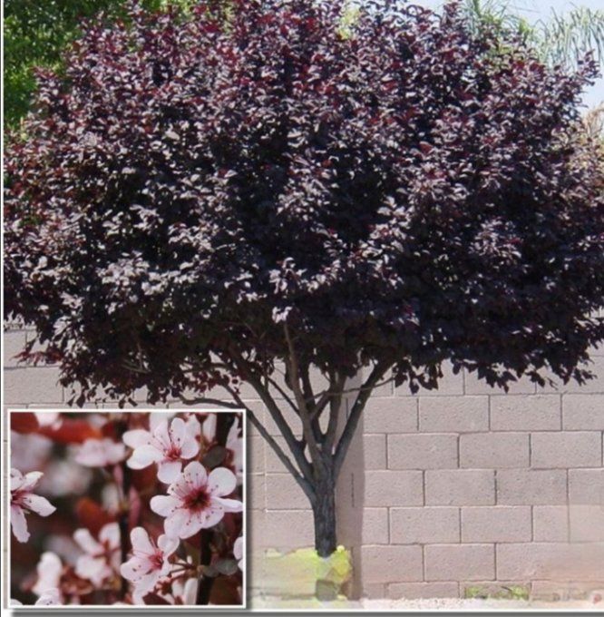 Prunus cisténa ou prunier des sables