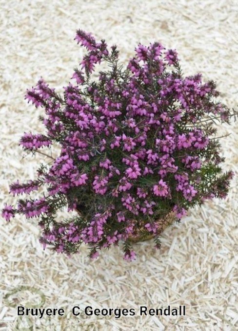 Bruyère ,erica George Rendall