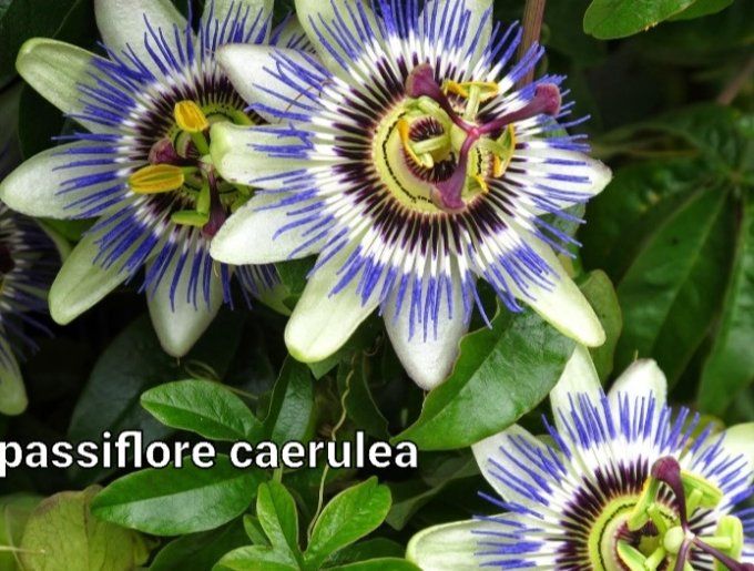 Passiflore caerulea