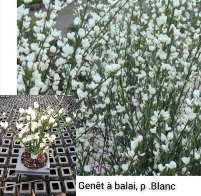 Genêt à balai. Citysus. P Blanc 