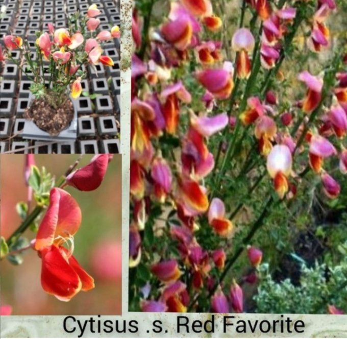 Genêt à balais cytisus scoparius La coquette