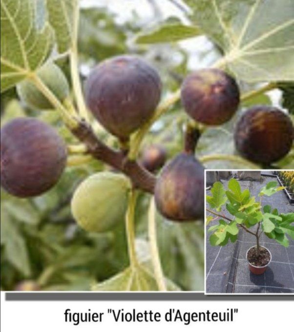 Figuier  ×violette d Argenteuille'