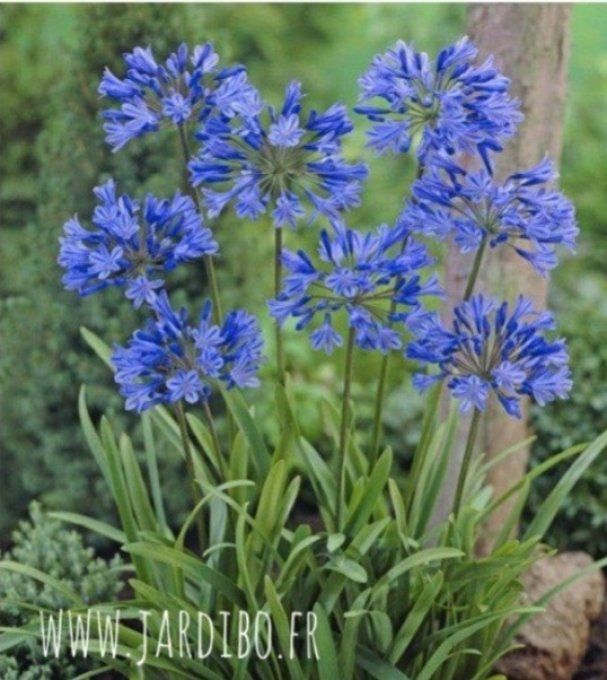 Agapanthe bleu