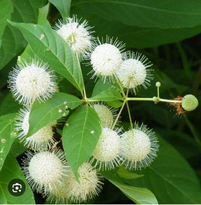 Cephalanthus occidentalis .Bois bouton