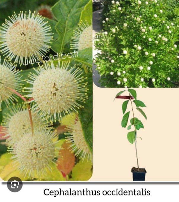 Cephalanthus occidentalis .Bois bouton