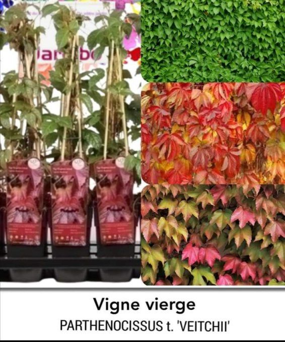 Vigne vierge,  parthenocissus VEITCHII