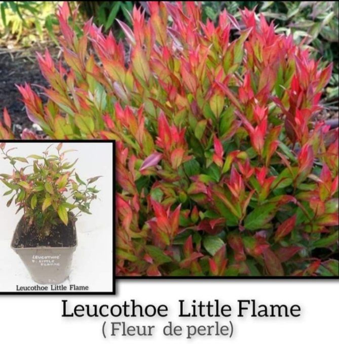 Leucothoe Little star