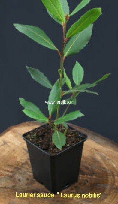 Laurier sauce, '' Laurus Nonilis