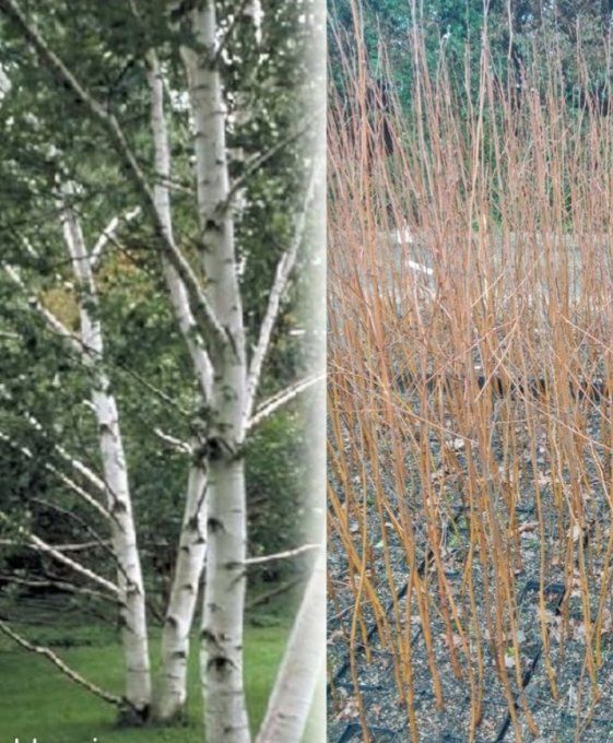 Boulot blanc. Betula papyrifera