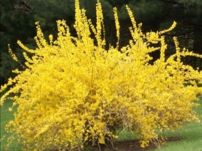 Forsythia