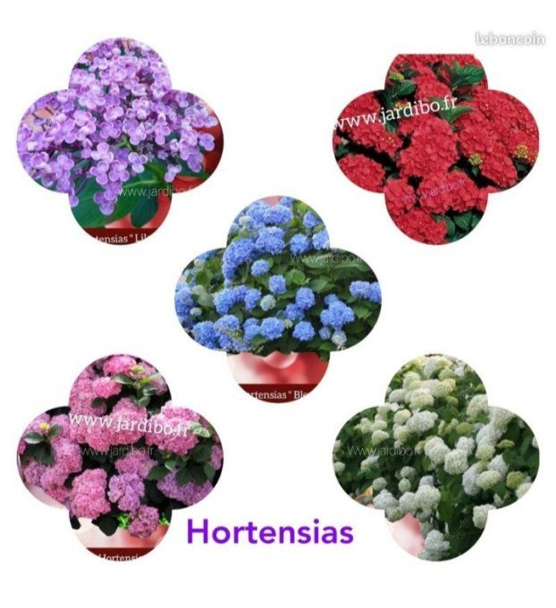 Hortensias macrophyla à partir de 3€