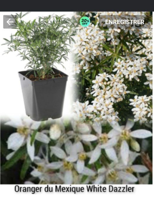 Oranger du Mexique White Dazzler, choisya