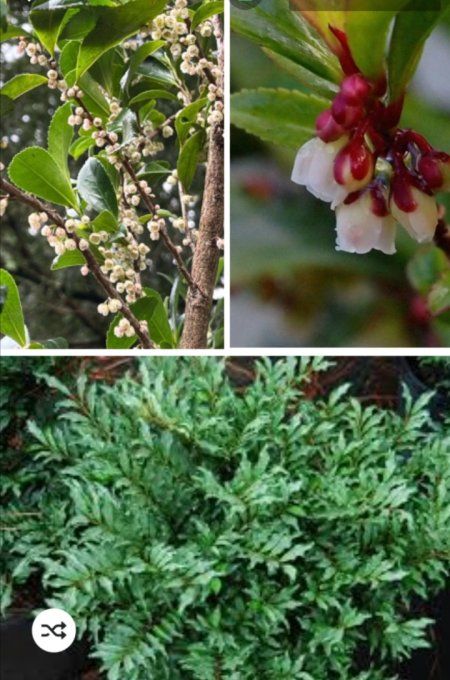 Eurya japonica