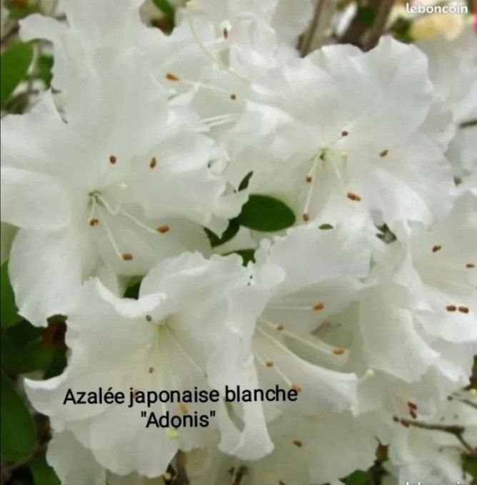 Lot de 5 azalées japonaise mixtes