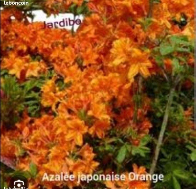 Lot de 5 azalées japonaise mixtes