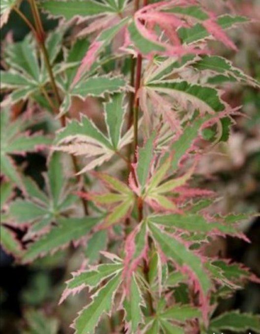 Acer p, érable Butterfly