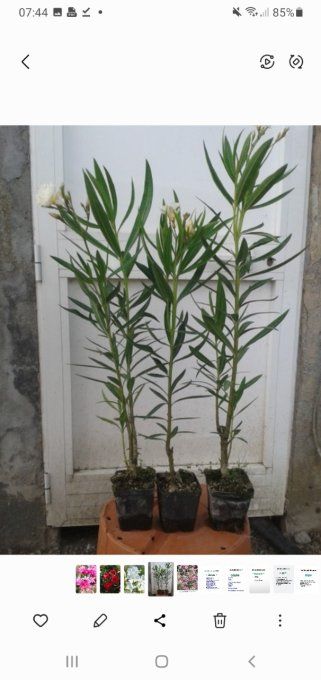 Laurier rose  /nérium oleander  rose 
