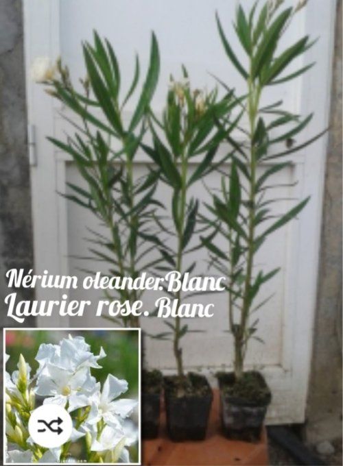 Laurier  rose.fleur Blanche. Nérium oleander  Blanc