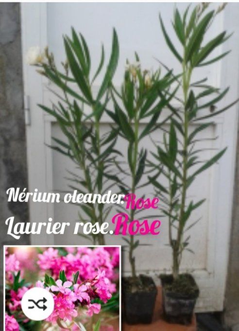 Laurier rose  /nérium oleander  rose 