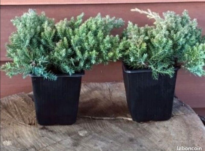 Juniperus procubens nana