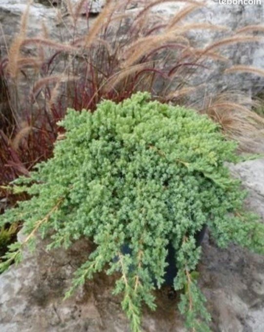 Juniperus procubens nana