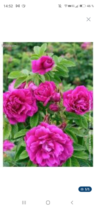 Rosier , rosa rugosa Rose