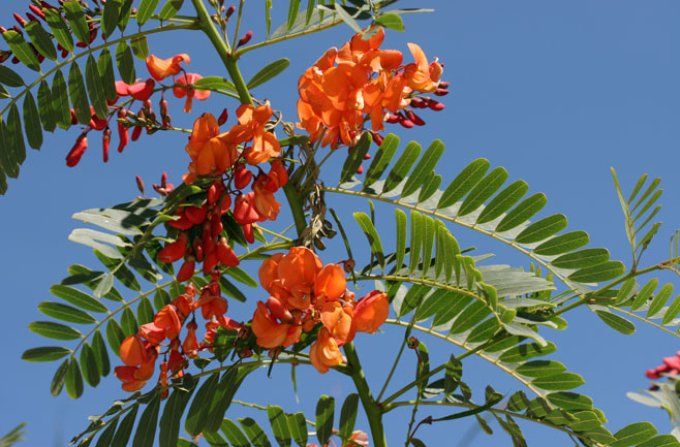 Flamboyant d'Hyéres '' Sesbania punicea ''