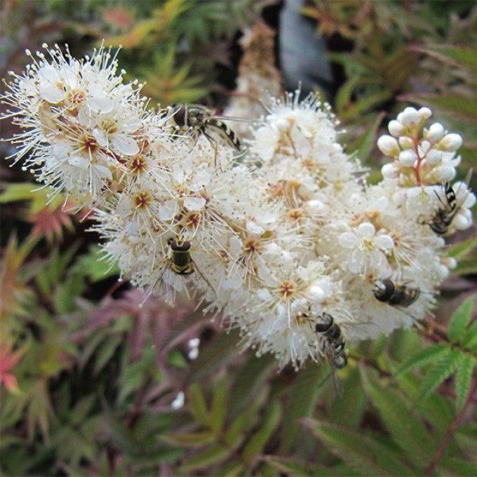 Sorbaria sorbifolia 'sem'