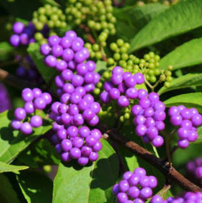 Calicarpa broderie profusion 'Arbuste aux bonbons