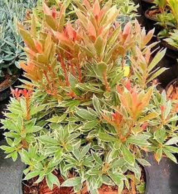 Pieris du japon Little Heat