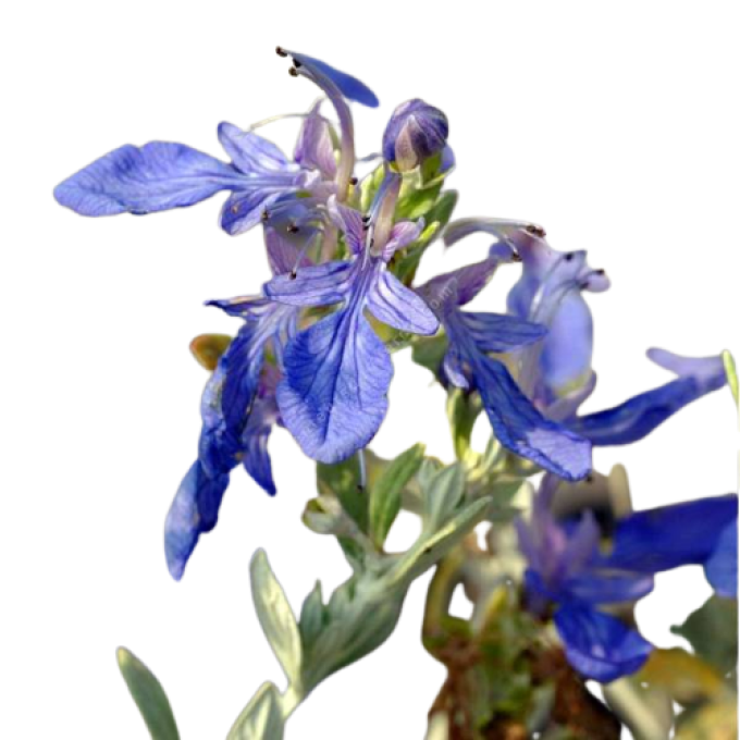 Teucrium Fruticans a fleurs bleues