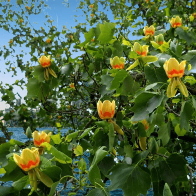 Liriodendron 'Tulipier de Virginie'