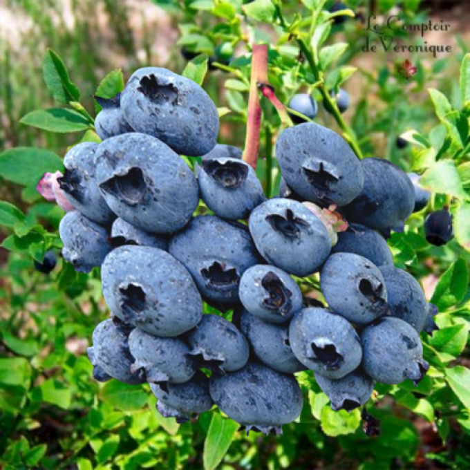 Myrtilles, Vaccinium corymbosum 'Blue Crop'